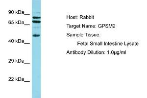 Host: Rabbit Target Name: GPSM2 Sample Tissue: Human Fetal Small Intestine Antibody Dilution: 1ug/ml (GPSM2 antibody  (N-Term))