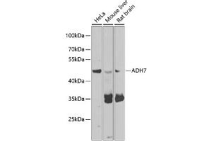 Western blot analysis of extracts of various cell lines, using  antibody (ABIN6131173, ABIN6136581, ABIN6136582 and ABIN6223850) at 1:1000 dilution. (ADH7 antibody  (AA 1-386))