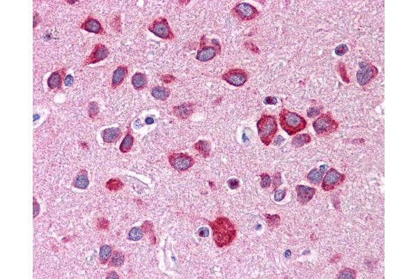Calneuron 1 antibody  (N-Term)