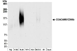 Western Blotting (WB) image for anti-Carcinoembryonic Antigen-Related Cell Adhesion Molecule 8 (CEACAM8) (AA 23-320) antibody (ABIN7453895)