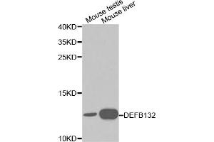Western blot analysis of extracts of various cell lines, using DEFB132 antibody (ABIN5970433) at 1/1000 dilution. (DEFB132 antibody)
