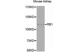 Western blot analysis of extracts of mouse kidney, using RB1 antibody (ABIN1874557) at 1:1000 dilution. (Retinoblastoma 1 antibody)