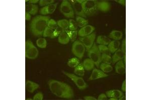 Immunocytochemistry staining of HeLa cells fixed with 4 % Paraformaldehyde and using DDX3 mouse mAb (dilution 1:200). (DDX3X antibody)