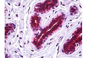 IHC Information: Paraffin embedded breast tissue, tested with an antibody dilution of 5 ug/ml.