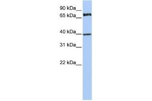 WB Suggested Anti-MPP5 Antibody Titration:  0. (MPP5 antibody  (N-Term))