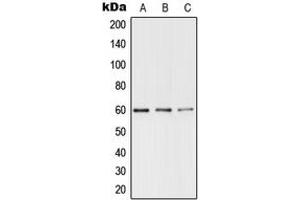 Western blot analysis of TERF1 (pS219) expression in DLD UV-treated (A), Raw264. (TRF1 antibody  (pSer219))