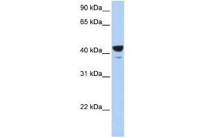WB Suggested Anti-Elf3 Antibody Titration: 0. (ELF3 antibody  (Middle Region))