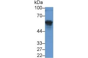 Detection of AMH in Rat Testis lysate using Monoclonal Antibody to Anti-Mullerian Hormone (AMH) (AMH antibody  (AA 19-560))