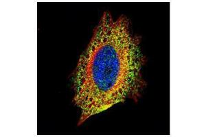 ICC/IF Image Confocal immunofluorescence analysis (Olympus FV10i) of paraformaldehyde-fixed HeLa, using STIP1, antibody (Green) at 1:500 dilution. (STIP1 antibody)