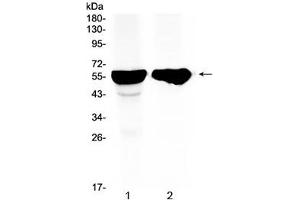 Western blot testing of 1) rat liver and 2) mouse liver tissue with CYP2D6 antibody at 0.