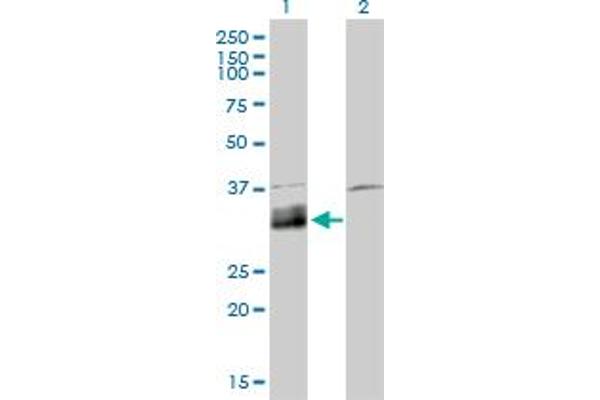 DNASEX Antikörper  (AA 18-302)