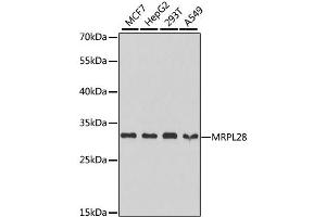 Western blot analysis of extracts of various cell lines, using MRPL28 antibody.