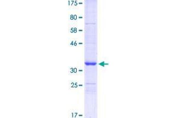 STMN2 Protein (AA 1-90) (GST tag)