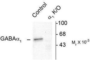 Image no. 1 for anti-gamma-aminobutyric Acid (GABA) A Receptor, alpha 1 (GABRA1) (N-Term) antibody (ABIN372627)