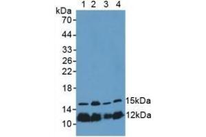 Rabbit Capture antibody from the kit in WB with Positive Control: Sample Lane1: Porcine Spleen Tissue; Lane2: Mouse Thymus Tissue; Lane3: Mouse Placenta Tissue; Lane4: Human Hela Cells.