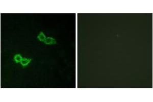 Immunofluorescence analysis of HepG2 cells, using GPR150 Antibody. (GPR150 antibody  (AA 51-100))