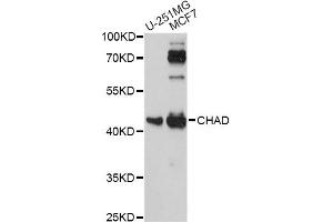 Western blot analysis of extracts of various cell lines, using CHAD antibody. (CHAD antibody)