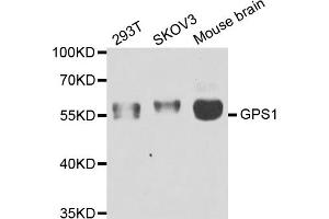 Western blot analysis of extracts of various cell lines, using GPS1 antibody (ABIN5974162) at 1/1000 dilution.