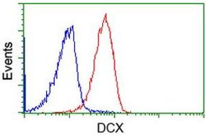 Flow Cytometry (FACS) image for anti-Doublecortin (DCX) antibody (ABIN1497783) (Doublecortin antibody)