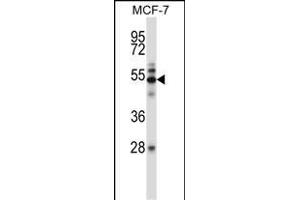 Mouse Map3k7 Antibody (N-term) (ABIN657840 and ABIN2846802) western blot analysis in MCF-7 cell line lysates (35 μg/lane). (MAP3K7 antibody  (N-Term))