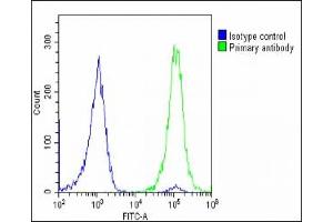 Overlay histogram showing U-2 OS cells stained with (ABIN6242874 and ABIN6578731)(green line). (SLC2A3 antibody  (AA 432-463))