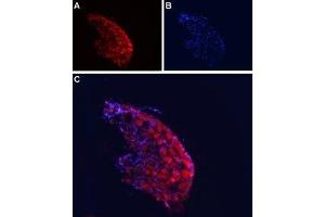 Expression of CaVα2δ4 in rat DRG - Immunohistochemical staining of rat DRG frozen section using Anti-CACNA2D4 (CaVα2δ4) (extracellular) Antibody (ABIN7043016 and ABIN7044046), (1:100).