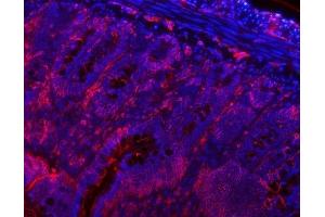 IF analysis of VAPA using anti-VAPA antibody (ABIN7603249). (VAPA antibody  (N-Term))