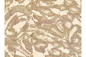 HNRNPA1L2 Mouse Monoclonal Antibody at 1/100 staining mouse testis tissue by IHC-P.