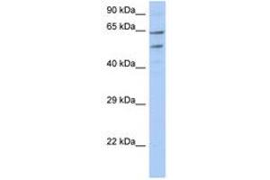 Image no. 1 for anti-Transmembrane and Coiled-Coil Domain Family 3 (TMCC3) (N-Term) antibody (ABIN6743528) (TMCC3 antibody  (N-Term))