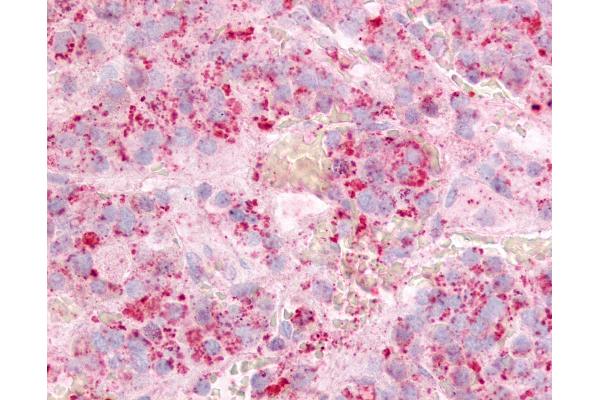 G Protein-Coupled Receptor 12 antibody  (Extracellular Domain)