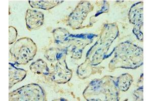 Immunohistochemistry of paraffin-embedded human placenta tissue using ABIN7174129 at dilution of 1:100 (TDP1 antibody  (AA 1-260))