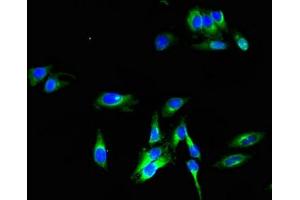 Immunofluorescent analysis of Hela cells using ABIN7163337 at dilution of 1:100 and Alexa Fluor 488-congugated AffiniPure Goat Anti-Rabbit IgG(H+L) (PLD3 antibody  (AA 70-176))