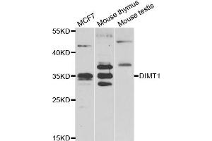 Western blot analysis of extracts of various cell lines, using DIMT1 antibody. (DIMT1 antibody)