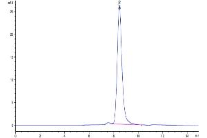 Size-exclusion chromatography-High Pressure Liquid Chromatography (SEC-HPLC) image for Neurotensin (NTS) (AA 24-163) protein (Fc Tag) (ABIN7275375)