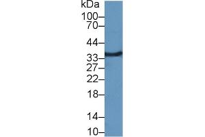 Western Blotting (WB) image for anti-Microfibrillar-Associated Protein 4 (MFAP4) (AA 22-255) antibody (ABIN7436084)