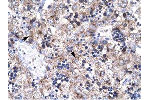 Image no. 1 for anti-PRKC, Apoptosis, WT1, Regulator (PAWR) (AA 212-261) antibody (ABIN202286) (PAWR antibody  (AA 212-261))