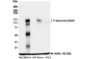 anti-Selectin P (Granule Membrane Protein 140kDa, Antigen CD62) (SELP) (AA 42-709) antibody