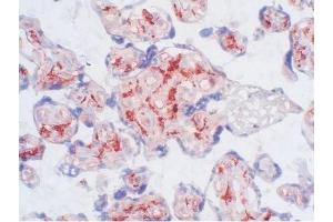 Human placenta frozen tissue section (CD163 antibody  (Biotin))