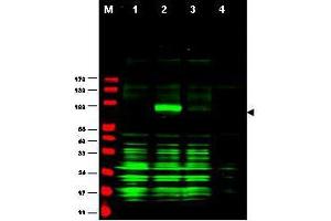Image no. 2 for anti-Ajuba LIM Protein (AJUBA) (AA 224-239) antibody (ABIN199954) (AJUBA antibody  (AA 224-239))