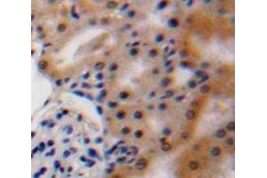 #VALUE! (VEGFA antibody  (AA 27-146))