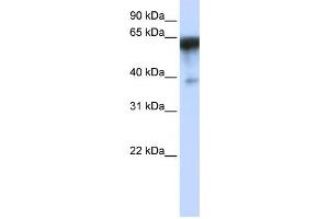Western Blotting (WB) image for anti-Kin of IRRE Like 1 (NEPH1) antibody (ABIN2459109)