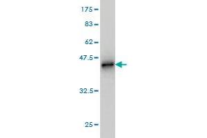 Western Blot detection against Immunogen (39. (BUB1B antibody  (AA 1-130))