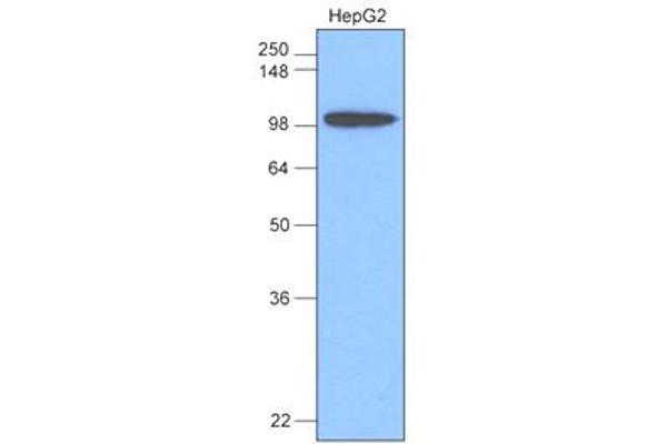 Hexokinase antibody  (AA 1-917)