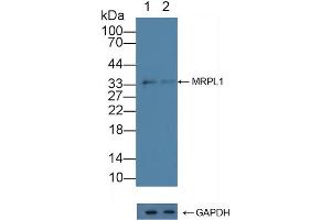 Western Blotting (WB) image for anti-Mitochondrial Ribosomal Protein L1 (MRPL1) (AA 147-285) antibody (ABIN7444619)