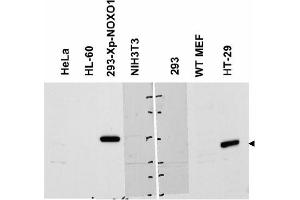Image no. 2 for anti-NADPH Oxidase Organizer 1 (NOXO1) (AA 238-252) antibody (ABIN401322) (NOXO1 antibody  (AA 238-252))