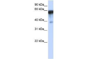 WB Suggested Anti-KIRREL Antibody Titration:  0. (KIRREL antibody  (Middle Region))