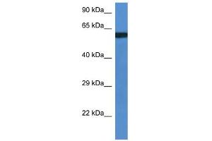 WB Suggested Anti-Uap1l1 Antibody   Titration: 1.