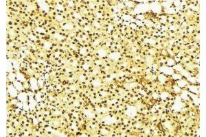 ABIN6274259 at 1/100 staining Mouse liver tissue by IHC-P. (YAP1 antibody  (Internal Region))