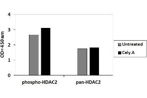 HeLa cells were treated or untreated with Calyculin A. (HDAC2 ELISA Kit)