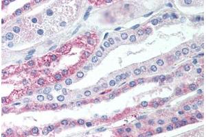 Anti-TGR5 antibody  ABIN1049401 IHC staining of human kidney. (GPBAR1 antibody  (Cytoplasmic Domain))